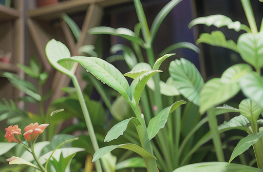 ライトグリーンの葉を持つ有茎草